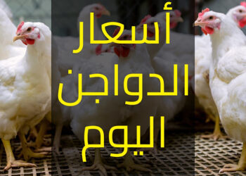 أسعار الدواجن والبيض في مصر اليوم الاربعاء