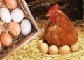 أسعار الدواجن والبيض في مصر اليوم السبت
