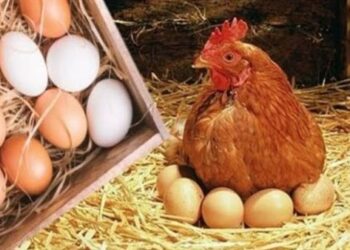 أسعار الدواجن والبيض في مصر اليوم السبت