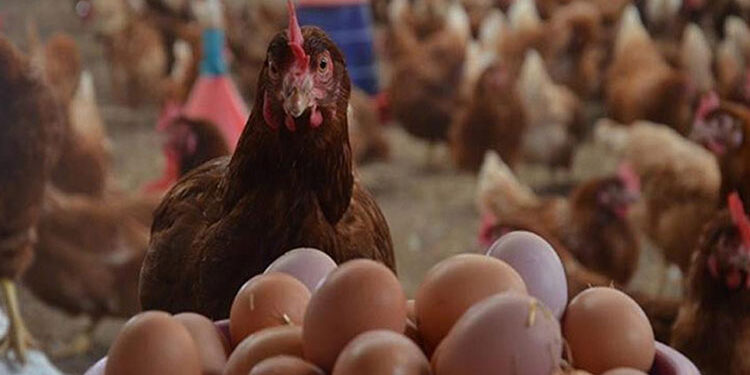 أسعار الدواجن والبيض في مصر اليوم الجمعة