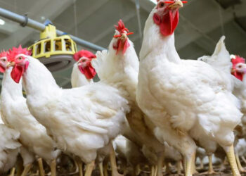 أسعار الدواجن والبيض في مصر اليوم الإثنين