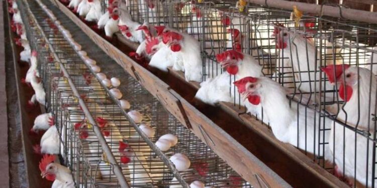 أسعار الدواجن والبيض في مصر اليوم الخميس