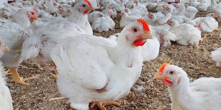 أسعار الدواجن والبيض في مصر اليوم الاربعاء