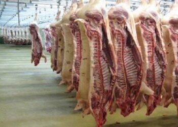 أسعار اللحوم في مصر اليوم الثلاثاء