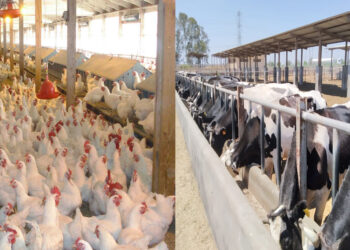 “الزراعة” تصدر 429 ترخيص تشغيل لأنشطة الإنتاج الحيواني والداجني