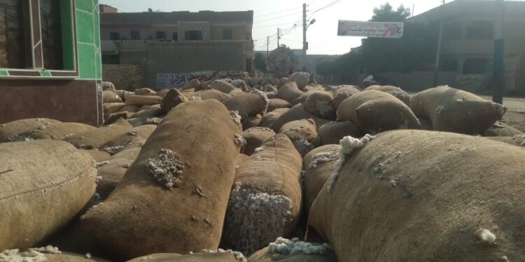 ▪︎”الزراعة” تضرب بيد من حديد: ضبط شونة ضخمة لتخزين وبيع القطن “بدون ترخيص” في الشرقية
