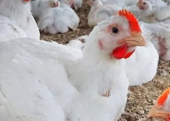 أسعار الدواجن والبيض في مصر اليوم السبت