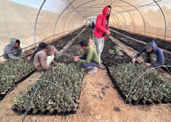 “الزراعة” تحتفل باليوم العالمي لشجرة الزيتون