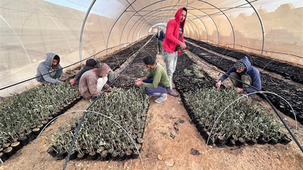 “الزراعة” تحتفل باليوم العالمي لشجرة الزيتون