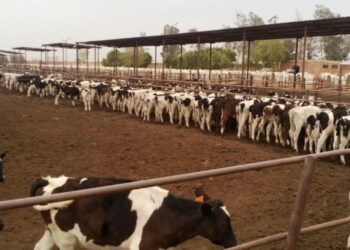 “الزراعة”: المشروع القومي لإحياء البتلو ساهم في تحقيق طفرة في إنتاج مصر من اللحوم والألبان