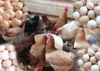 أسعار الدواجن والبيض في مصر اليوم الثلاثاء