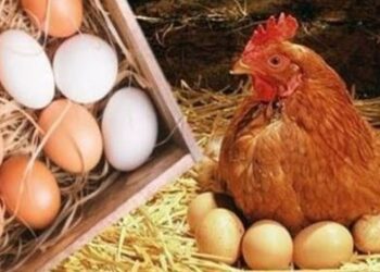 أسعار الدواجن والبيض في مصر اليوم الاربعاء