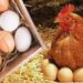 أسعار الدواجن والبيض في مصر اليوم الاربعاء
