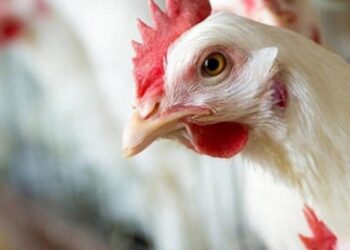 أسعار الدواجن والبيض في مصر اليوم الإثنين