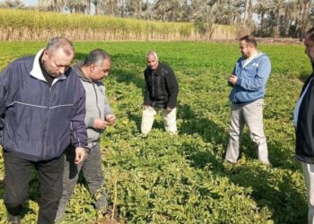 “الزراعة” تتابع موقف النمل الأبيض وتتفقد الزراعات الشتوية في محافظات الصعيد