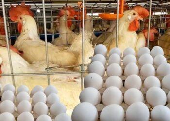 أسعار الدواجن والبيض في مصر اليوم السبت