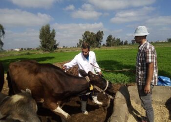 “الزراعة” تعلن تحصين الماشية بأكثر من 8.1 مليون جرعة للقاحي الحمى القلاعية والوادي المتصدع