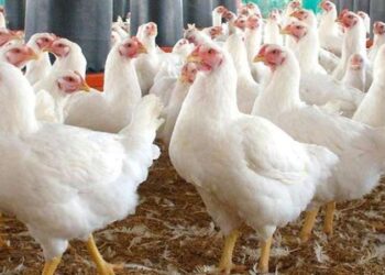 أسعار الدواجن والبيض في مصر اليوم الثلاثاء