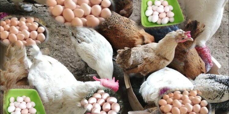 أسعار الدواجن والبيض في مصر اليوم الخميس