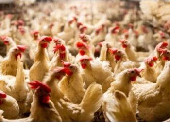 أسعار الدواجن والبيض في مصر اليوم الجمعة