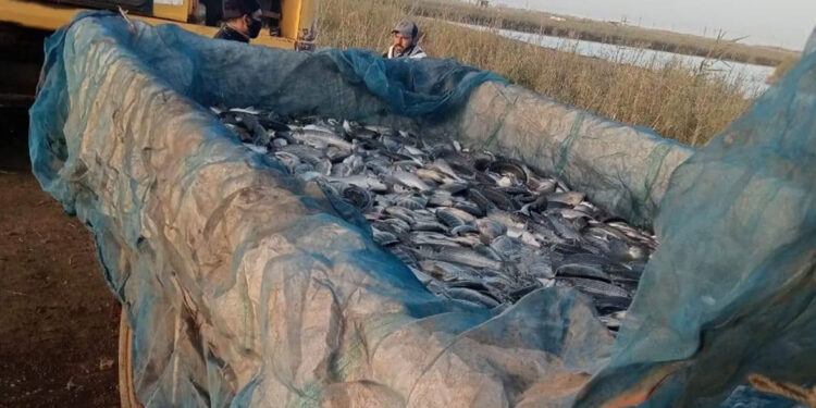 انطلاق موسم الصيد بمحطة تحضين الخاشعة السمكية في إطار خطة الجهاز لزيادة الإنتاج السمكي