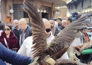 البيئة تشن حملة تفتيشية مكبرة وتضبط طيور وحيوانات برية محظور تداولها بسوق ديانا بالأزبكية