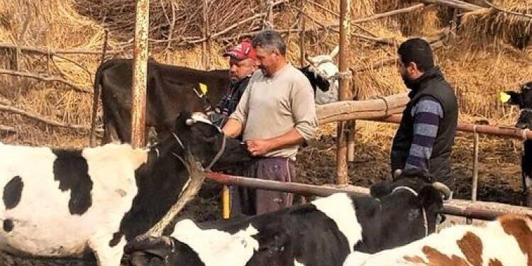 “الزراعة” تطلق منظومة وقائية متكاملة لحماية الصحة العامة والثروة الحيوانية