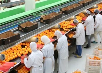 بالأرقام| حصاد استثنائي لملف الصادرات الزراعية المصرية