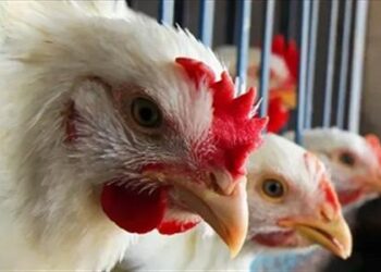 أسعار الدواجن والبيض في مصر اليوم الثلاثاء