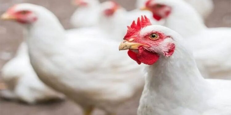 أسعار الدواجن والبيض في مصر اليوم الخميس