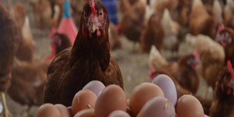 أسعار الدواجن والبيض في مصر اليوم الجمعة