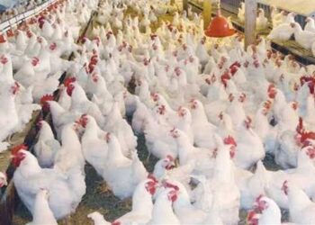 أسعار الدواجن والبيض في مصر اليوم الاربعاء