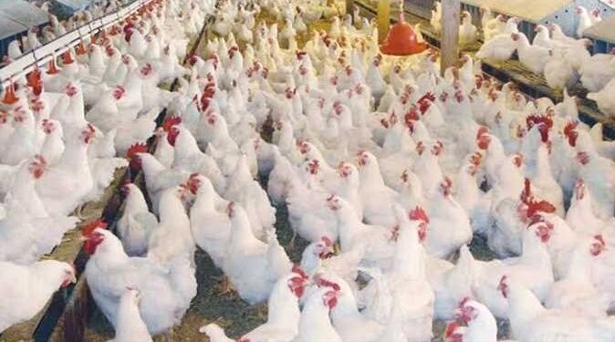 أسعار الدواجن والبيض في مصر اليوم الاربعاء