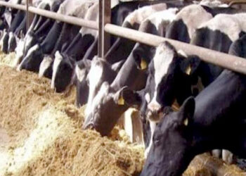 الزراعة: إصدار 13 ألف ترخيص لمشروعات الإنتاج الحيوانى والداجنى خلال عام