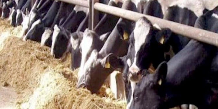 الزراعة: إصدار 13 ألف ترخيص لمشروعات الإنتاج الحيوانى والداجنى خلال عام