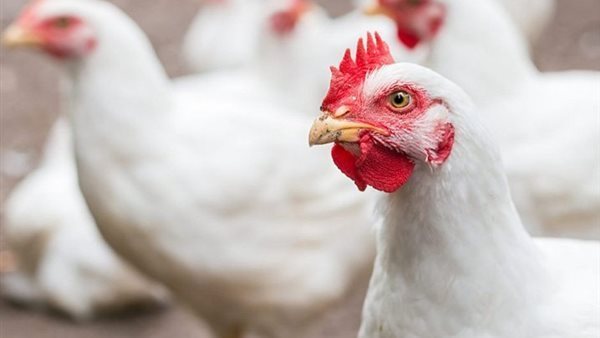 أسعار الدواجن والبيض في مصر اليوم السبت