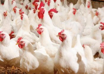 حقيقة ارتفاع أسعار الدواجن نتيجة نقص المعروض منها بالأسواق