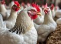 ارتفاع جديد في أسعار الدواجن والبيض اليوم الاربعاء