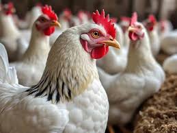 ارتفاع جديد في أسعار الدواجن والبيض اليوم الاربعاء