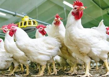 ارتفاع أسعار الدواجن والبيض اليوم الاربعاء