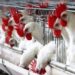 أسعار الدواجن والبيض في مصر اليوم الإثنين