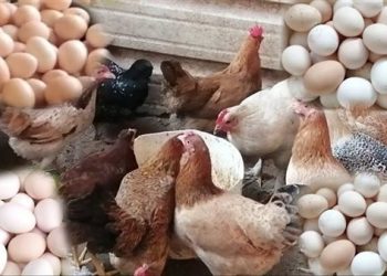 ارتفاع جديد في أسعار الدواجن والبيض اليوم الجمعة