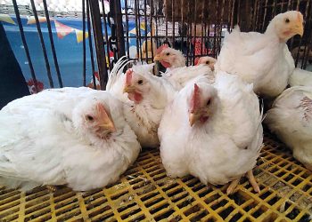 ارتفاع كبير في أسعار الدواجن والبيض اليوم الإثنين