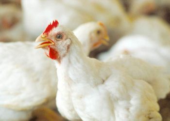 ارتفاع أسعار الدواجن والبيض اليوم الثلاثاء