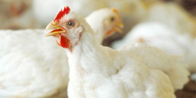 ارتفاع أسعار الدواجن والبيض اليوم الثلاثاء