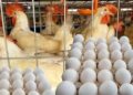 ارتفاع كبير في أسعار الدواجن والبيض اليوم الأحد