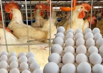 ارتفاع كبير في أسعار الدواجن والبيض اليوم الأحد