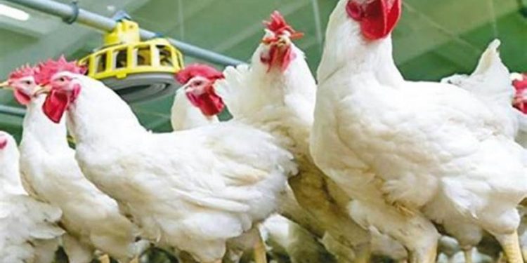 ارتفاع أسعار الدواجن والبيض اليوم الجمعة