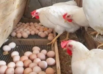 ارتفاع جديد في أسعار الدواجن والبيض اليوم الخميس