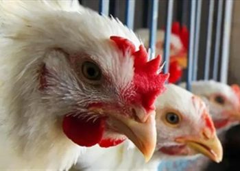 ارتفاع أسعار الدواجن والبيض اليوم الخميس